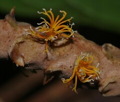 Asterogyne guianensis