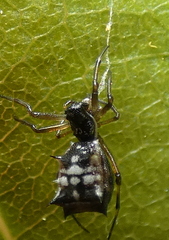 Micrathena picta