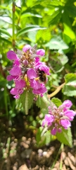 Bombus hortorum