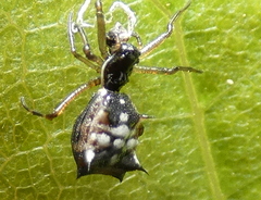Micrathena picta