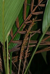 Asterogyne guianensis