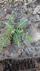 Phyllanthus niruri