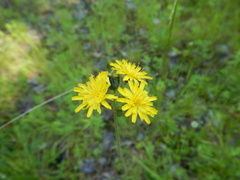 Pilosella caespitosa