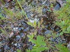 Pilosella caespitosa