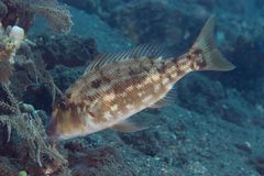 Lethrinus genivittatus