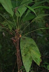 Asterogyne guianensis