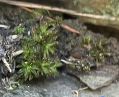 Atrichum angustatum