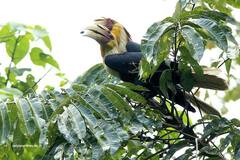 Rhyticeros subruficollis