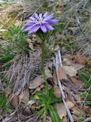 Perezia pedicularidifolia