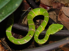 Tropidolaemus subannulatus