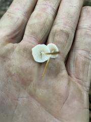 Strobilurus conigenoides