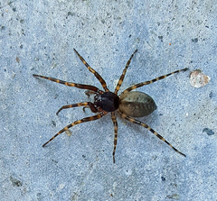 Trachelidae