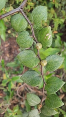 Ziziphus