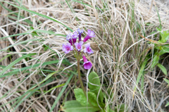 Primula miyabeana