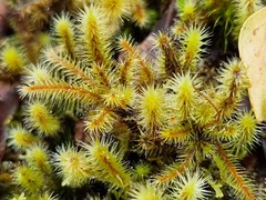 Breutelia pendula