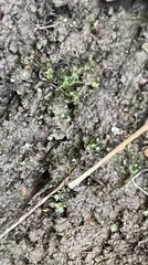 Fissidens bryoides