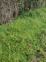 Melinis repens