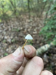 Strobilurus conigenoides