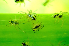 Phonognatha graeffei