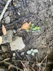 Hydrocotyle sibthorpioides