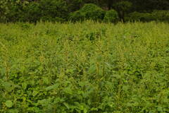Amaranthus hybridus