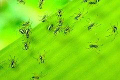 Phonognatha graeffei