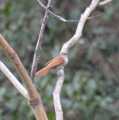 Certhiaxis cinnamomeus