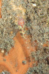 Eviota pictifacies