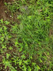 Microlaena stipoides