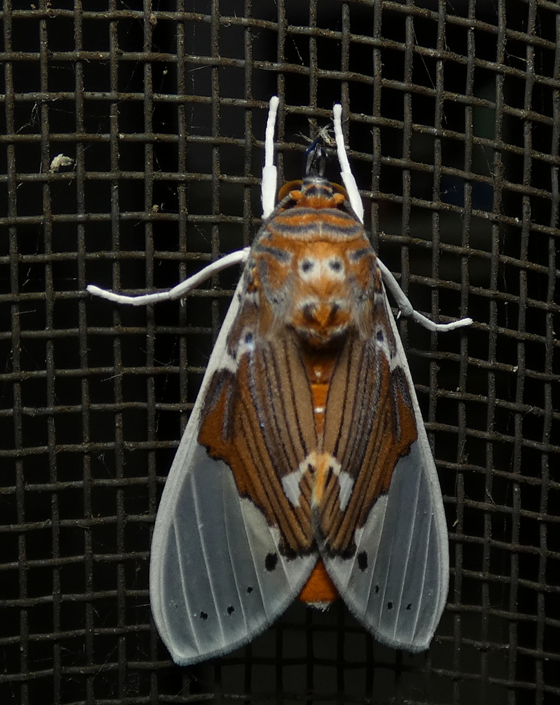 Idalus occidentalis