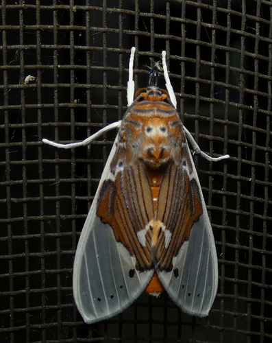 Idalus occidentalis