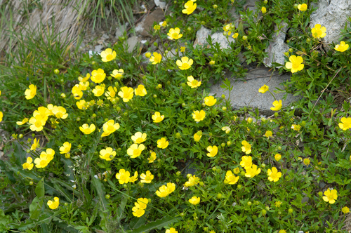 Ranunculus formosa-montanus