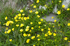 Ranunculus formosa-montanus