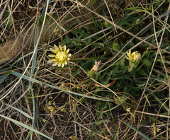 Taraxacum glaucanthum