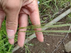 Digitaria velutina