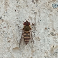 Syrphus torvus