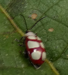 Omophoita