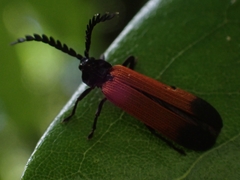 Metriorrhynchini