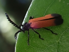 Metriorrhynchini