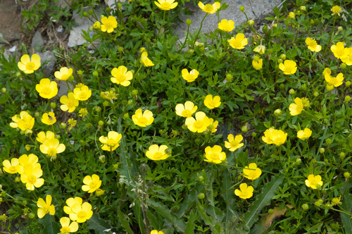 Ranunculus formosa-montanus, photograph 1