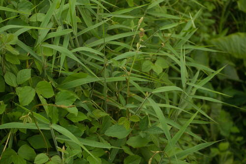 Desmodium intortum observed 2022-10-26