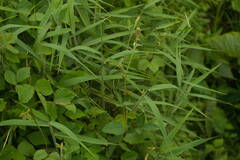 Desmodium intortum