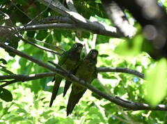 Eupsittula nana
