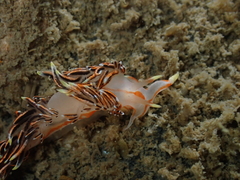 Phidiana militaris