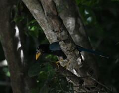Cyanocorax yucatanicus