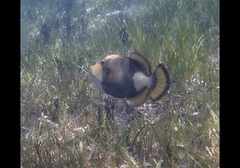 Balistoides viridescens