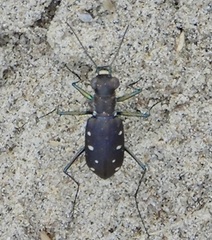 Cicindela ocellata
