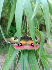 Polythysana rubrescens