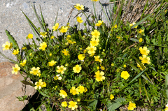 Ranunculus formosa-montanus