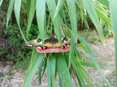 Polythysana rubrescens